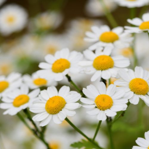 Feverfew