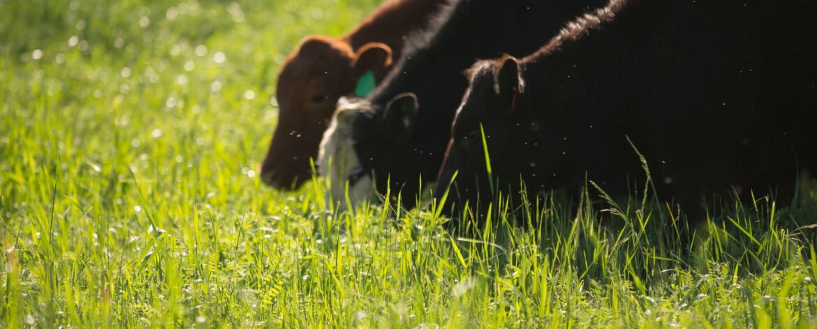 Grass fed vs. grain fed