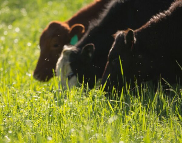 Grass fed vs. grain fed