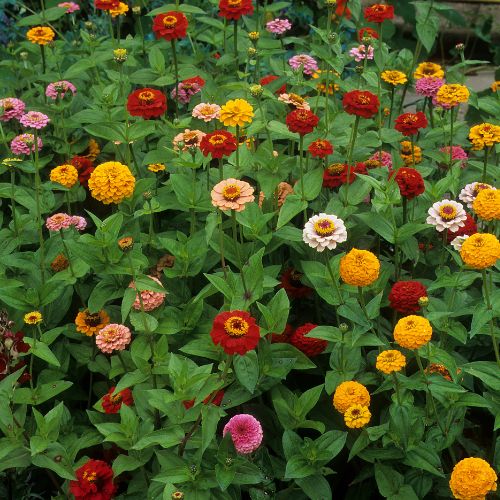 Zinnias