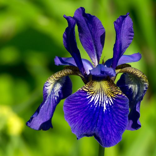 iris